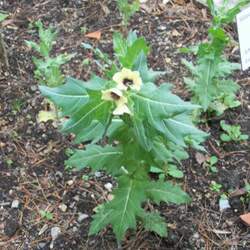 Hyoscyamus niger Black Henbane seed for sale 