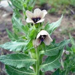 Hyoscyamus niger Black Henbane seed for sale 