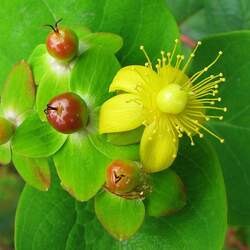 Hypericum androsaemum Sweet-amber, Tutsan seed for sale 