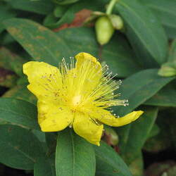 Hypericum calycinum Aaron's Beard, Rose-of-Sharonwort, Creeping St. Johnswort, Goldflower seed for sale 