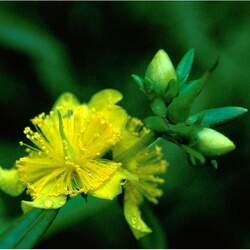 Hypericum prolificum Shrubby St. Johnswort seed for sale 