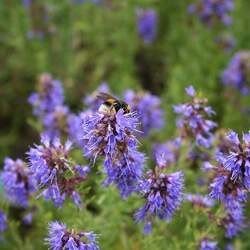 Hyssopus officinalis Hyssop, Herb Hyssop seed for sale 