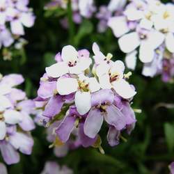 Iberis sempervirens Evergreen Candytuft seed for sale 