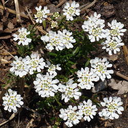 Iberis sempervirens Evergreen Candytuft seed for sale 