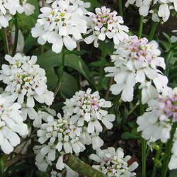 Iberis sempervirens Evergreen Candytuft seed for sale 