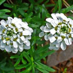 Iberis sempervirens Evergreen Candytuft seed for sale 