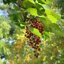 Idesia polycarpa Wonder Tree, Ligiri Tree seed for sale 