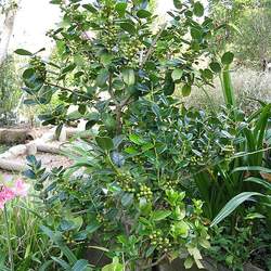 Ilex cornuta Chinese Holly seed for sale 