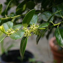 Ilex cornuta Chinese Holly seed for sale 