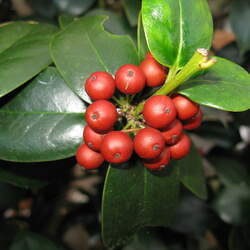 Ilex cornuta Chinese Holly seed for sale 