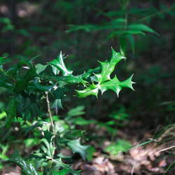 Ilex cornuta Chinese Holly seed for sale 