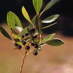 Ilex glabra Ink Berry, Appalachian Tea, Dye-leaves, Evergreen Winterberry, Gallberry seed for sale 