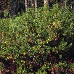 Ilex glabra Ink Berry, Appalachian Tea, Dye-leaves, Evergreen Winterberry, Gallberry seed for sale 