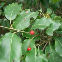 Ilex pedunculosa Longstalk Holly seed for sale 