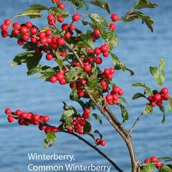 Ilex verticillata Common Winterberry, Winterberry seed for sale 