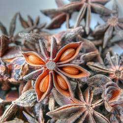 Illicium verum Staranise Tree, Star Anise seed for sale 