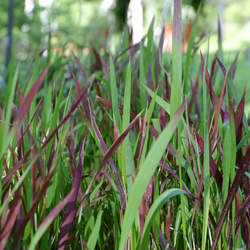 Imperata cylindrica Cogongrass seed for sale 