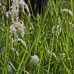 Imperata cylindrica Cogongrass seed for sale 