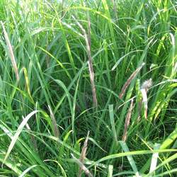 Imperata cylindrica Cogongrass seed for sale 