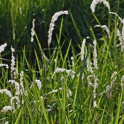 Imperata cylindrica Cogongrass seed for sale 