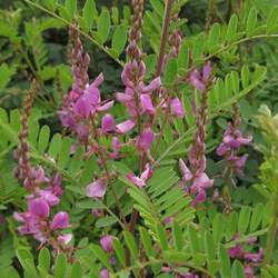 Indigofera amblyantha Chinese Indigo, Chinese Bush Indigo, Pink-Flower Indigo seed for sale 