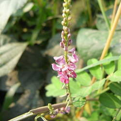 Indigofera pseudotinctoria Indigo, Indigo Bush seed for sale 