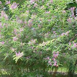 Indigofera tinctoria True Indigo seed for sale 