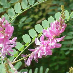 Indigofera tinctoria True Indigo seed for sale 