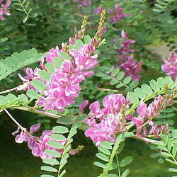 Indigofera tinctoria True Indigo seed for sale 