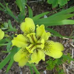 Iris bloudowii Yellow Mongolian Iris seed for sale 