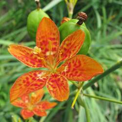 Iris domestica  seed for sale 