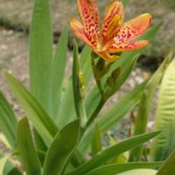 Iris domestica  seed for sale 