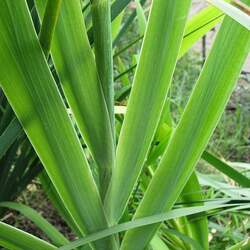 Iris domestica  seed for sale 