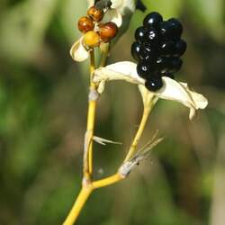 Iris domestica  seed for sale 