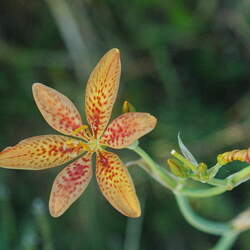 Iris domestica  seed for sale 