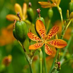 Iris domestica  seed for sale 