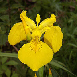 Iris pseudacorus Pale Yellow Iris, Yellow Flag seed for sale 