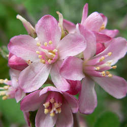 Jamesia americana Waxflower, Fivepetal Cliffbush seed for sale 