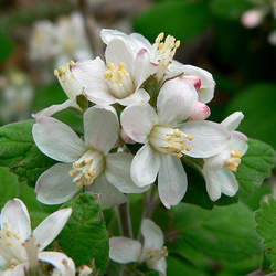 Jamesia americana Waxflower, Fivepetal Cliffbush seed for sale 