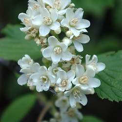 Jamesia americana Waxflower, Fivepetal Cliffbush seed for sale 