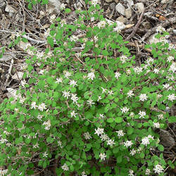 Jamesia americana Waxflower, Fivepetal Cliffbush seed for sale 