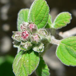 Jamesia americana Waxflower, Fivepetal Cliffbush seed for sale 