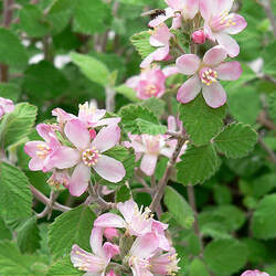 Jamesia americana Waxflower, Fivepetal Cliffbush seed for sale 