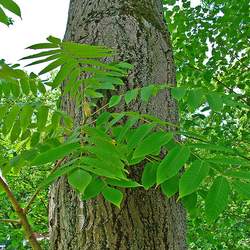 Juglans cinerea  X Ailantifolia Var. Cordiformis Buartnut seed for sale 