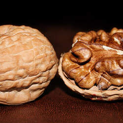 Juglans regia English Walnut, Persian Walnut seed for sale 