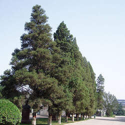 Juniperus chinensis Chinese Juniper seed for sale 