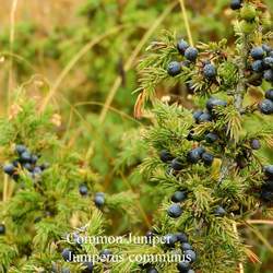 Juniperus communis Common Juniper seed for sale 