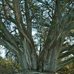 Juniperus deppeana Alligator Juniper, Checkerbark Juniper seed for sale 