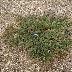 Juniperus horizontalis Creeping Juniper seed for sale 