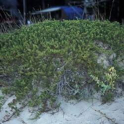 Juniperus horizontalis Creeping Juniper seed for sale 